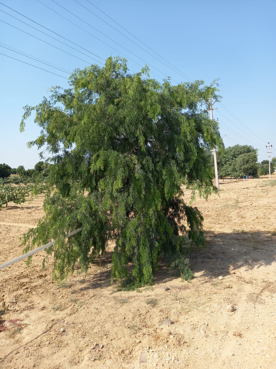 रियल शमी के पौधे की पहचान