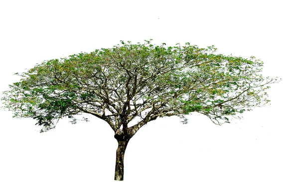 बबूल (Acacia Nilotica)