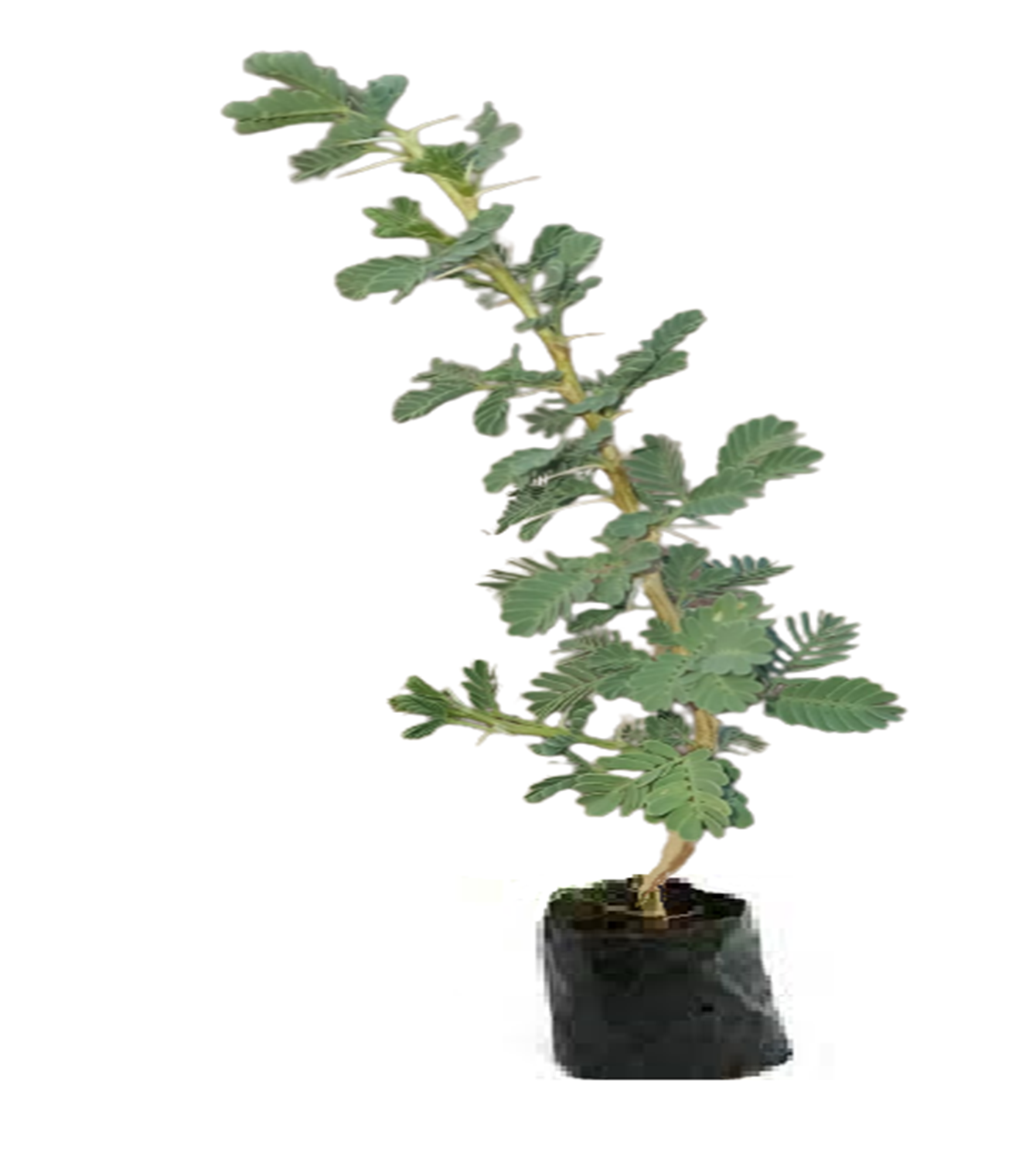 babool plant identify 