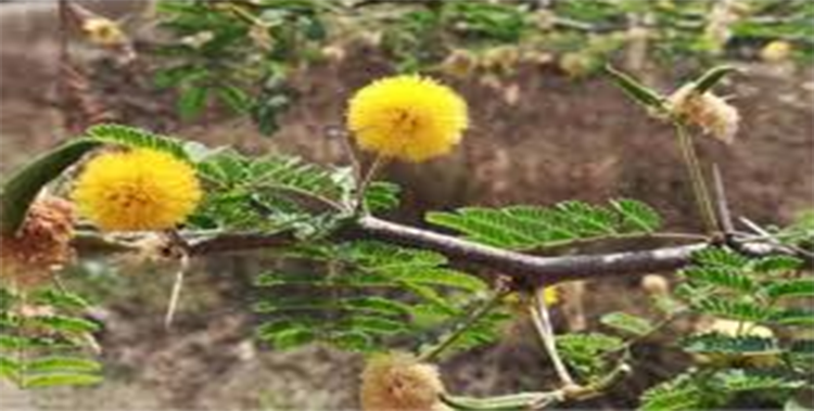 babul flower identify