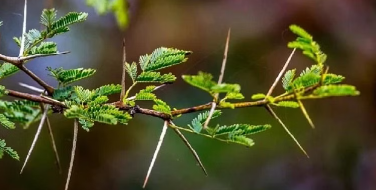 identification babul by thron