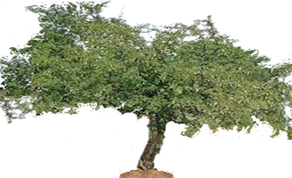 dichrostachys cinerea veertaru plant