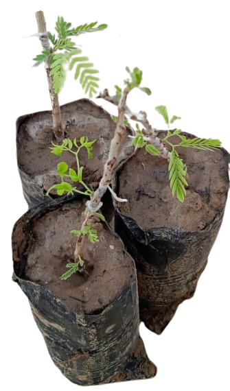 Grafted Thar Shobha Khejri Plants