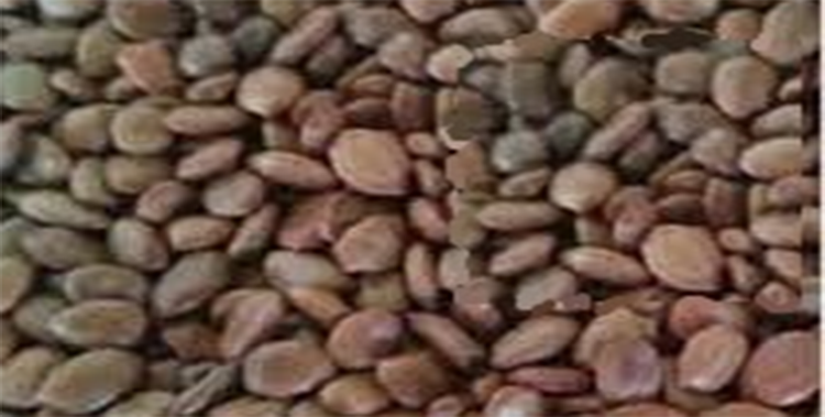 Identify real shami by shami seeds