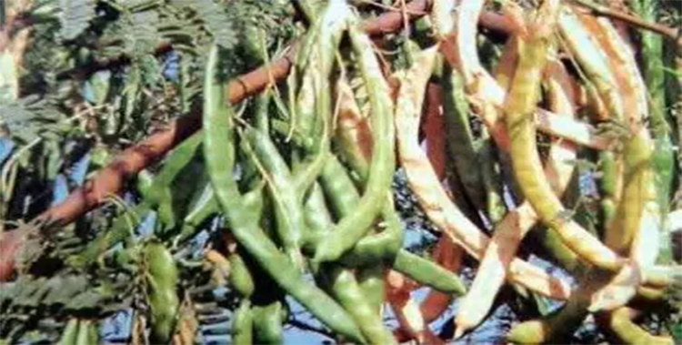 fruit of Kabuli kikar