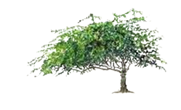 काबुली किंकर vilayati babul (Prosopis juliflora)