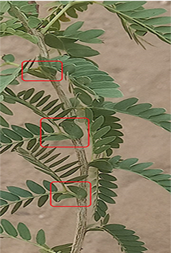 शमी पौधे की मुख्य विशेषता पर्वसंधि पर एक जोड़ी पत्रक