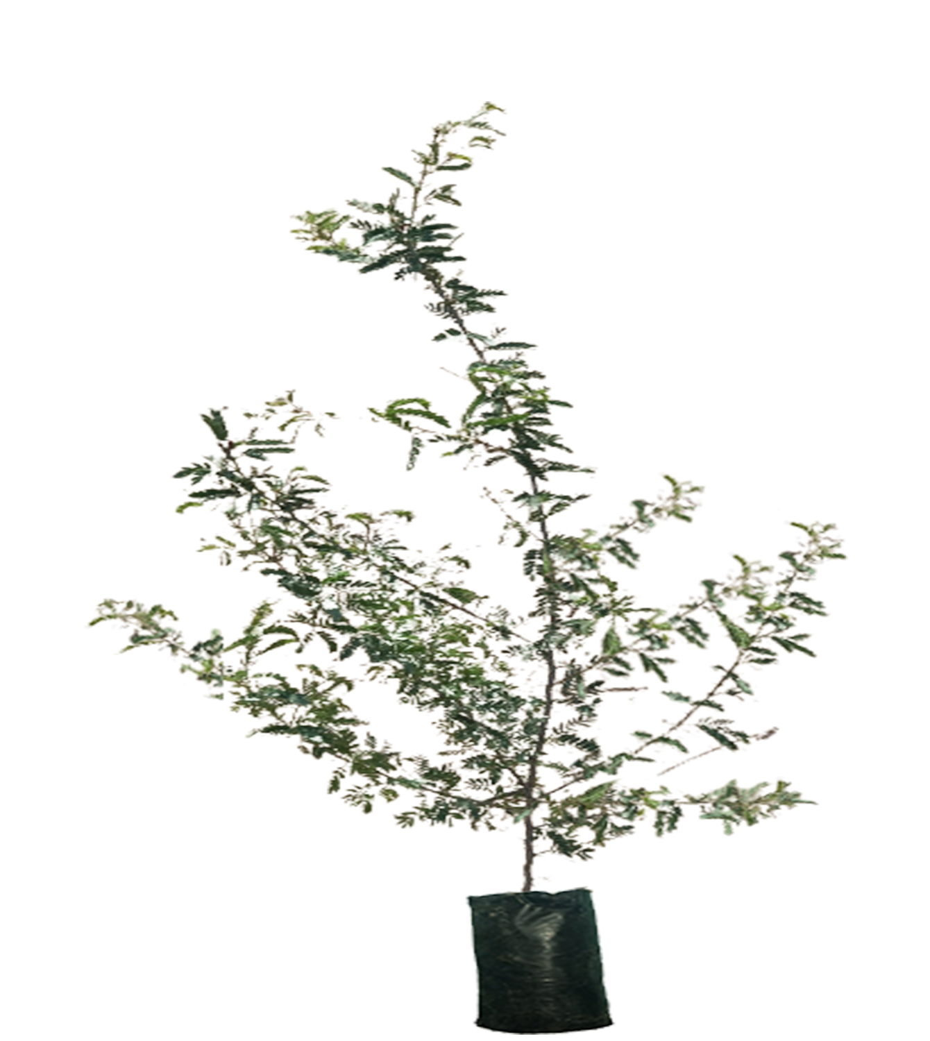 असली शमी वृक्ष की पहचान कैसे करे