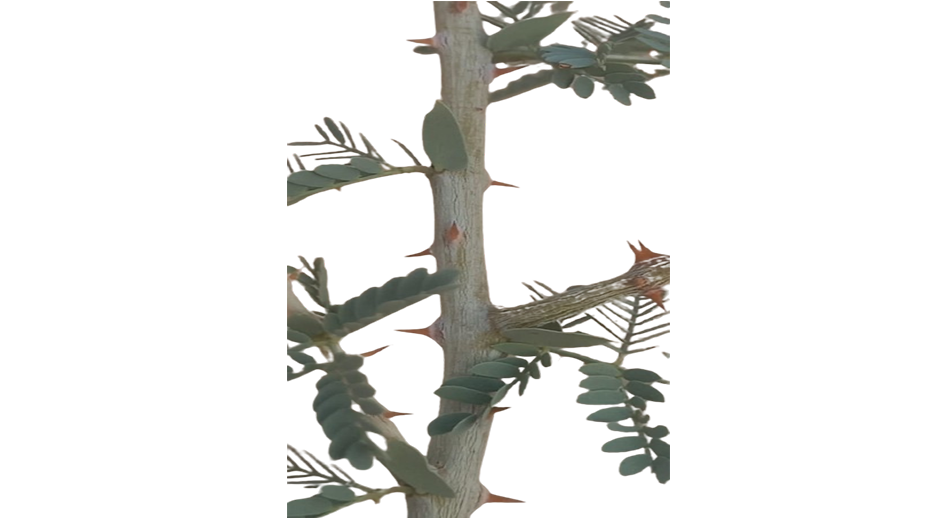 रियल शमी वृक्ष की पहचान और विशेषता