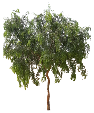 Grafted Thar Shobha Khejri Plant