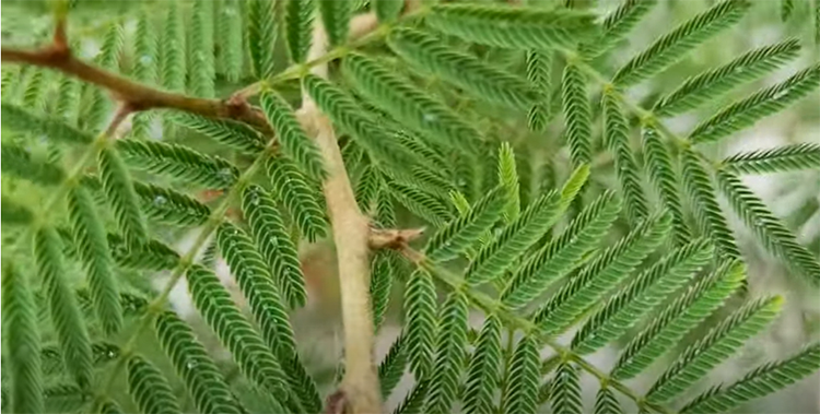 identification veertaru by thron