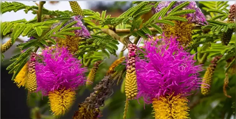 Identify veertaru by flower