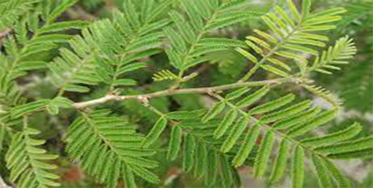 Leaf of veertaru plant