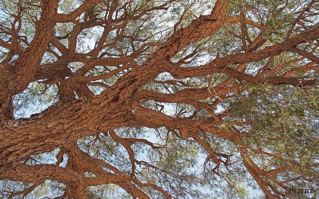 शमी के वृक्ष के फायदे