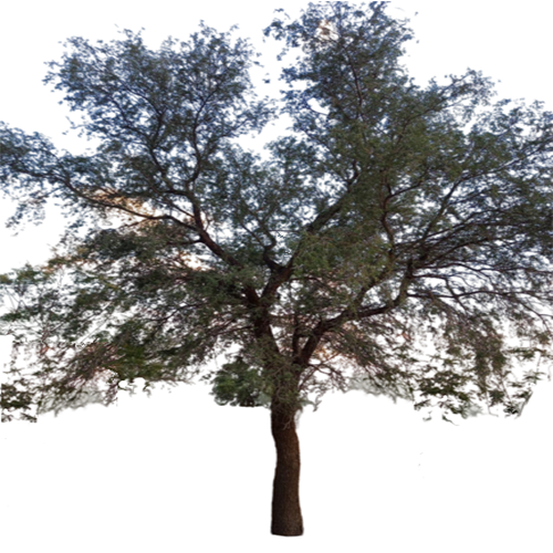 original Shami plant