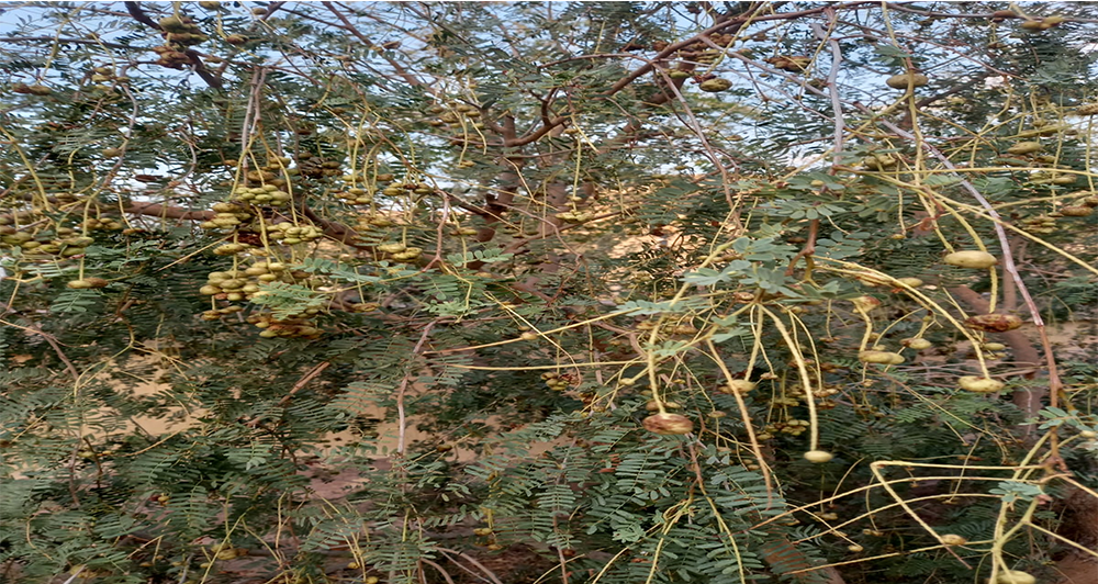 थार शोभा खेजड़ी के रोग और उनके उपचार