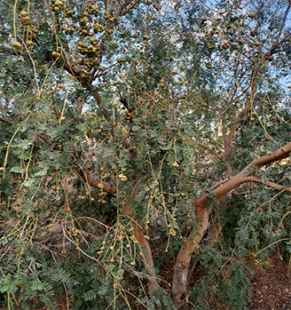 खेजड़ी पर गिल्डू/गळगैवड़ा