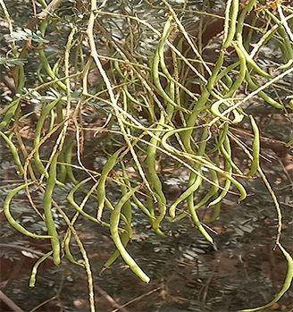 थार शोभा खेजड़ी से प्राप्त सांगरी