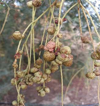 खेजड़ी रोग गरडू/गिरडू