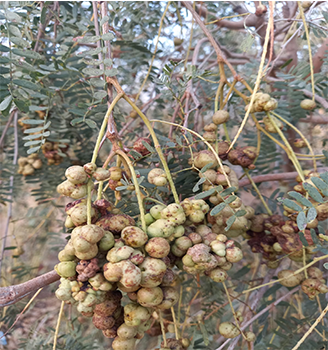 Khejri Tree Disease & Treatment