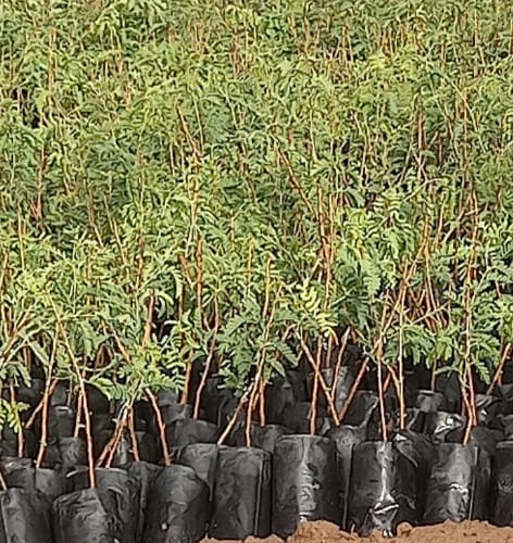 थार शोभा खेजड़ी का पौधा कहाँ मिलेगा